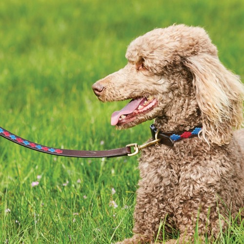 Weatherbeeta Polo Leather Dog Collar