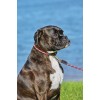 Weatherbeeta Rope Leather Dog Collar