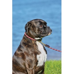 Weatherbeeta Rope кожаный ошейник для собаки