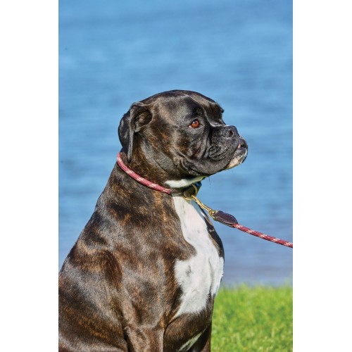 Weatherbeeta Rope Leather Dog Collar