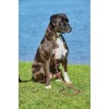 Weatherbeeta Rope Leather Dog Collar