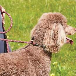 Weatherbeeta Rope кожаный Slip Dog Leash