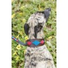 Weatherbeeta Lurcher Polo Leather Dog Collar