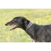 Weatherbeeta Lurcher Polo Leather Dog Collar