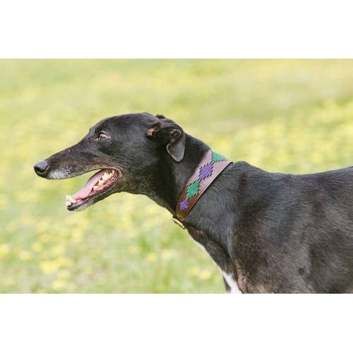 Weatherbeeta Lurcher Polo Leather Dog Collar