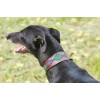 Weatherbeeta Lurcher Polo Leather Dog Collar