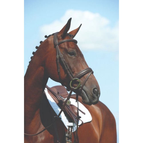 Collegiate Syntovia+ Padded Raised Flash Bridle