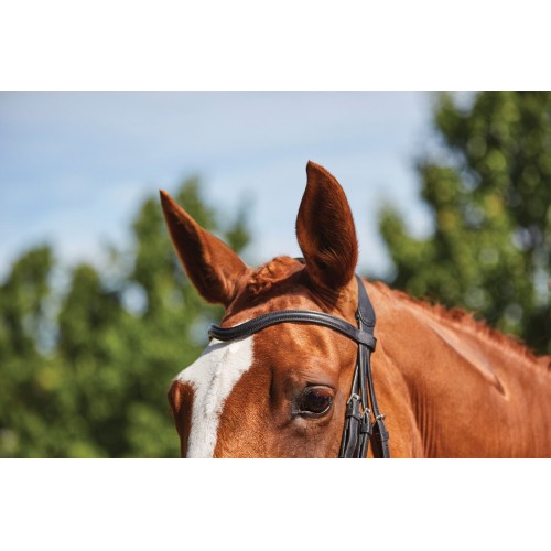 Collegiate Comfitec Grackle Bridle