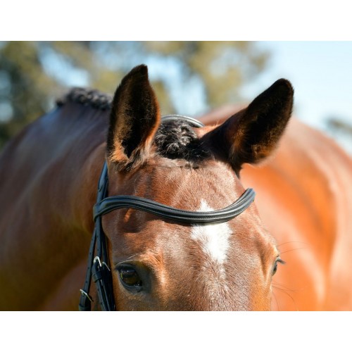 Collegiate Comfitec Opulux Plain Padded Hanoverian Flash Bridle