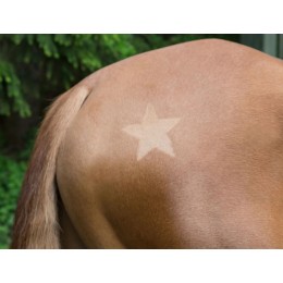 Covalliero Clipping Stencil для Horses, 3-Piece комплект