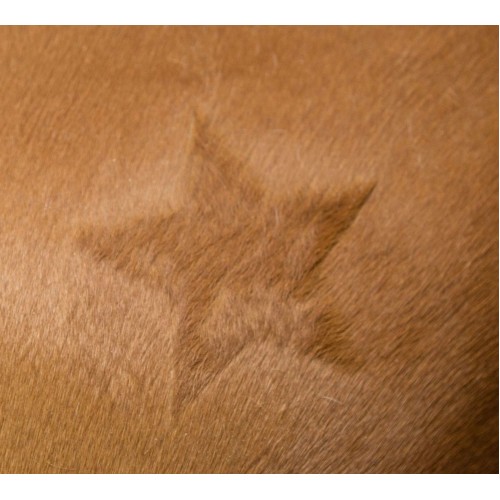 Covalliero Clipping Stencil for Horses, 3-Piece Set