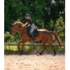 Waldhausen Saddle Pad Breath Performance