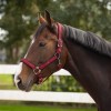 QHP Deluxe Halter