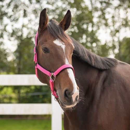 QHP Deluxe Halter