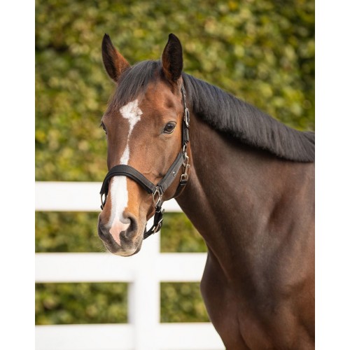 QHP Deluxe Halter