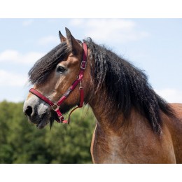 QHP Deluxe недоуздок Draft Horse