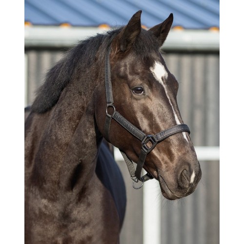 QHP Halter Glitter
