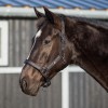 QHP Halter Glitter