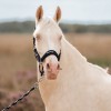 EQPRO SS26 Headcollar Set Precious