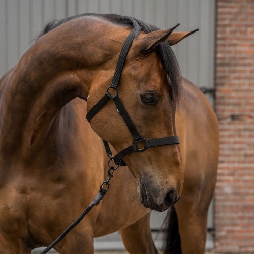 Horka Halter Set Black Edition