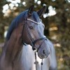 Kavalkade Bridle Florentine