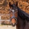 Kavalkade Florissa Glitter Bridle