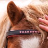 Kavalkade Shetlander Bridle Maja