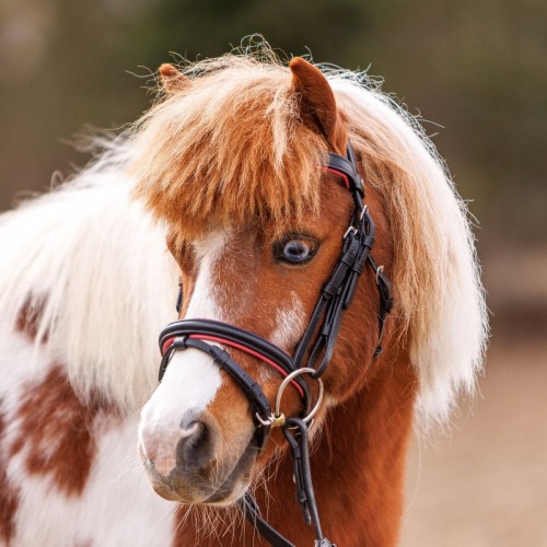 Kavalkade Shetlander Bridle Maja