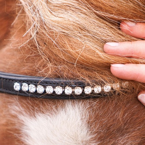 Kavalkade Shetlander Bridle Maja