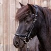 Kavalkade IJslander Jorunn Bridle