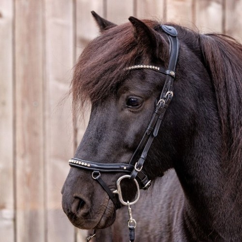 Kavalkade IJslander Jorunn Bridle