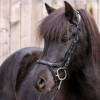 Kavalkade IJslander Jorunn Bridle