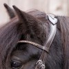 Kavalkade IJslander Jorunn Bridle