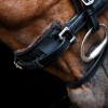 Imperial Riding Chin underlay IRHFur