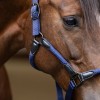 Imperial Riding Halter IRHLaura