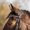 QHP Browband Skye