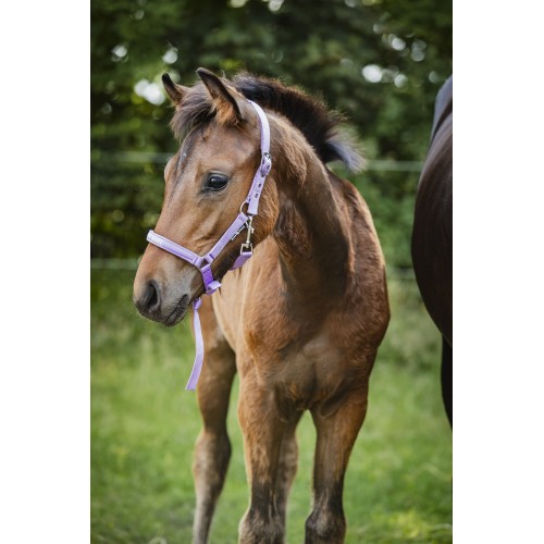 HorseGuard SS26 Malva foal halter "Pretty Girl"