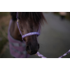 Horseguard Halter Malva