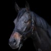 Imperial Riding SS26 Halter Yearling IRH