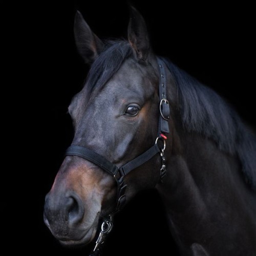 Imperial Riding SS26 Halter Yearling IRH