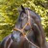 Kavalkade Leather Halter Bennet