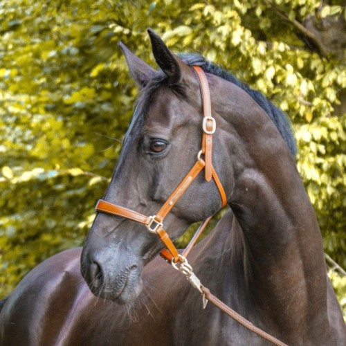 Kavalkade Leather Halter Bennet