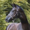 Kavalkade Leather Halter Bennet