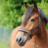 Kavalkade Draft Horse Halter Perlon