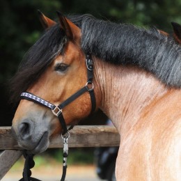 Kavalkade Draft Horse недоуздок Perlon