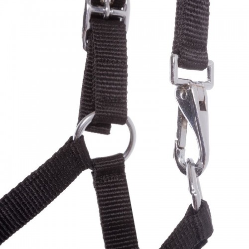 Kavalkade Veulenhalster Stripe