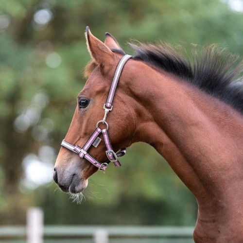 Kavalkade Veulenhalster Stripe