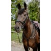 NORTON Bridle Endurance Pop
