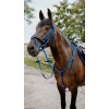 NORTON Bridle Endurance Pop
