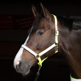 Harry's Horse Reflective недоуздок